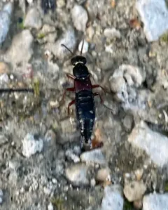 Staphylinus ornaticauda thumbnail 2