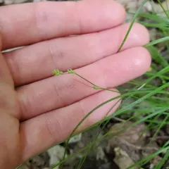 Brownish Sedge thumbnail 2