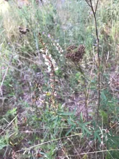 sessileleaf ticktrefoil thumbnail 2