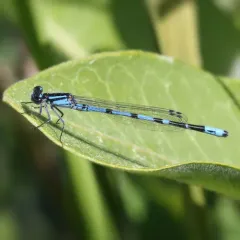 New England Bluet thumbnail 4