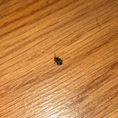 Mycetina perpulchra thumbnail 1