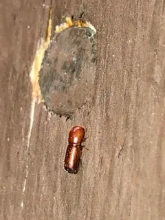 Hickory Timber Beetle thumbnail 2