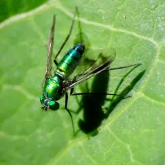 Condylostylus occidentalis thumbnail 3