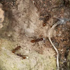 Tennessee Collared Ant thumbnail 3