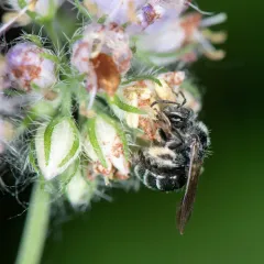 Waterleaf Mining Bee thumbnail 2