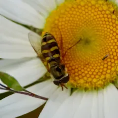 Western Aphideater thumbnail 4