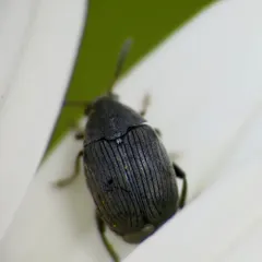 Broom Seed Beetle thumbnail 2