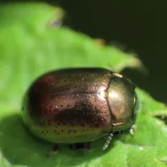 Saint John's Wort Beetle thumbnail 1