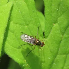 Dolichopus hastatus thumbnail 3