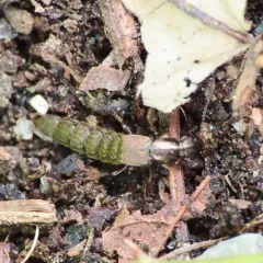 Ocypus aeneocephalus thumbnail 2