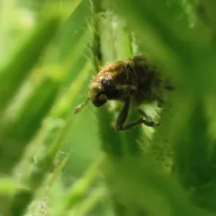 Nodding Thistle Receptacle Weevil thumbnail 3