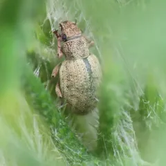 Nut Leaf Weevil thumbnail 2