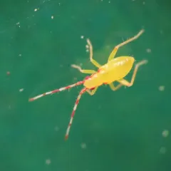 Campyloneura virgula thumbnail 2