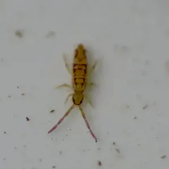 Entomobrya katzi thumbnail 3