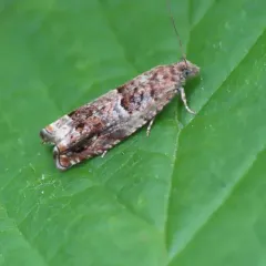 Epinotia albangulana thumbnail 2