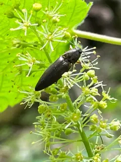 Sericus honestus thumbnail 2