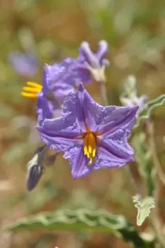 silverleaf nightshade thumbnail 3