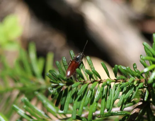 Acteniceromorphus volitans