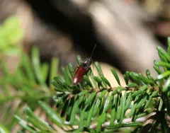 Acteniceromorphus volitans thumbnail 1