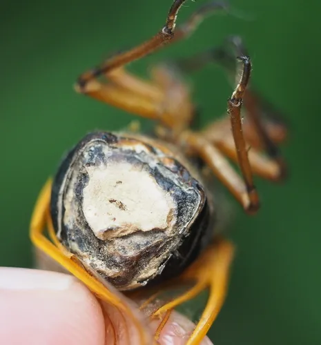 Flying saltshaker fungus