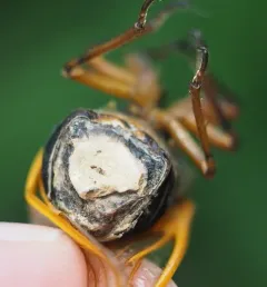 Flying saltshaker fungus thumbnail 1