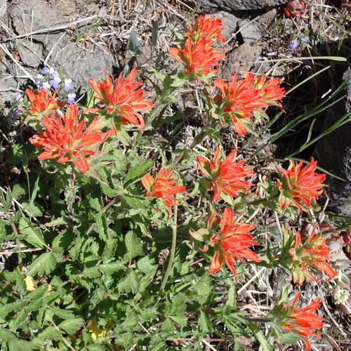 frosted paintbrush