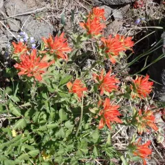frosted paintbrush thumbnail 1