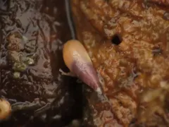 Melanella micans thumbnail 2