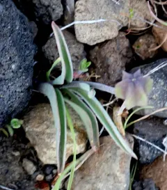 Siskiyou fritillary thumbnail 2