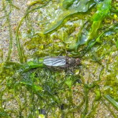Oedoparena glauca thumbnail 4