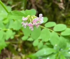 Rosy Bird's-foot Trefoil thumbnail 3