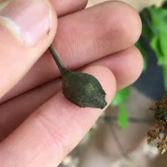 Zapatella quercusphellos thumbnail 2