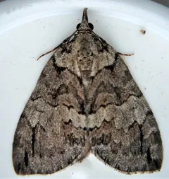 Ruddy Highflyer Moth thumbnail 3