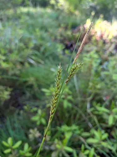 Mendocino sedge