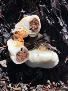 Wintergreen Snowmelt Pholiota thumbnail 4