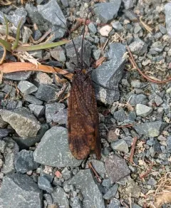 Oligostomis pardalis thumbnail 1
