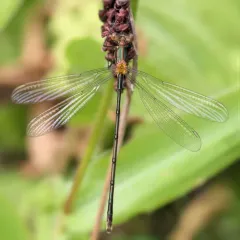 Elegant Spreadwing thumbnail 2