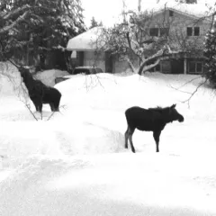 Moose thumbnail 1