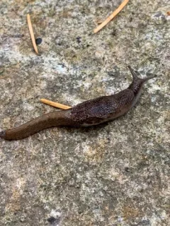 Malone Jumping-slug thumbnail 2