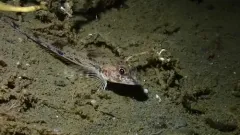 Slim Sculpin thumbnail 2