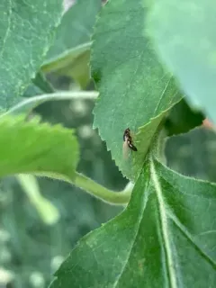 Carrot Rust Fly thumbnail 4
