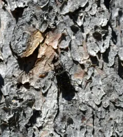 Hemlock Borer thumbnail 2