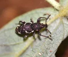 Lily of the valley weevil thumbnail 2