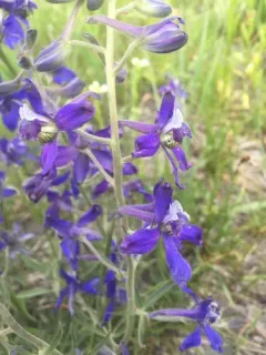 Plains Larkspur thumbnail 2