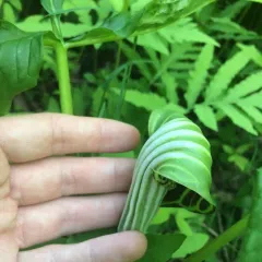 bog Jack-in-the-pulpit thumbnail 1