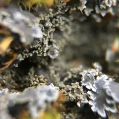 Mealy-rimmed Shingle Lichen thumbnail 2