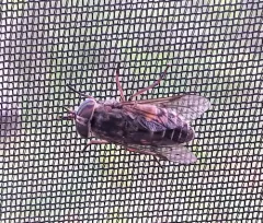Hybomitra enigmatica thumbnail 1