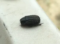 Trox unistriatus thumbnail 1