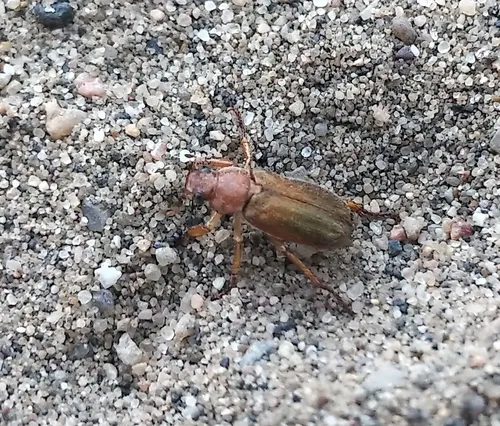 Dichelonyx kirbyi