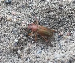 Dichelonyx kirbyi thumbnail 1